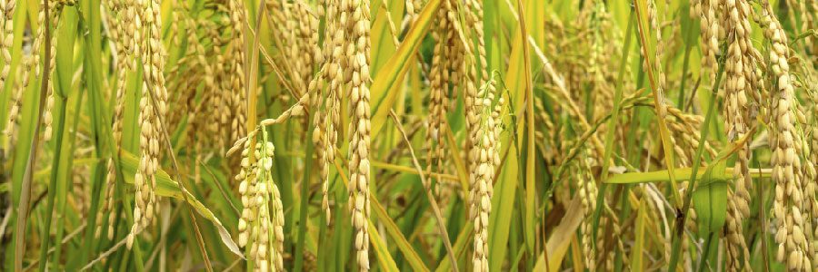 ARROZ_Mesa de trabajo 1 copia 9