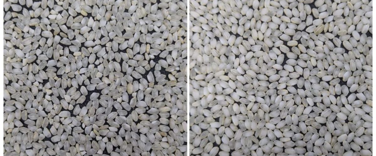 ESTO… SÍ ES ARROZ